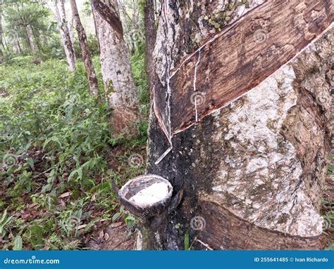 Image result for Rubber Tree Tapping