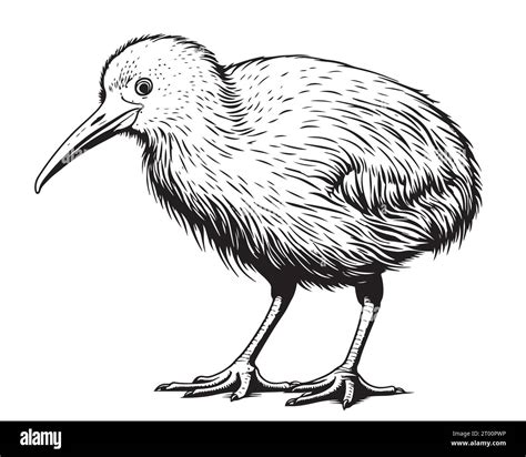 Kiwi Bird Clipart Black And White Sun