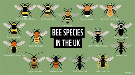 Image result for Bee Coding Java