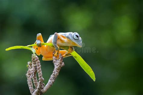 Image result for Yellow Tree Frog