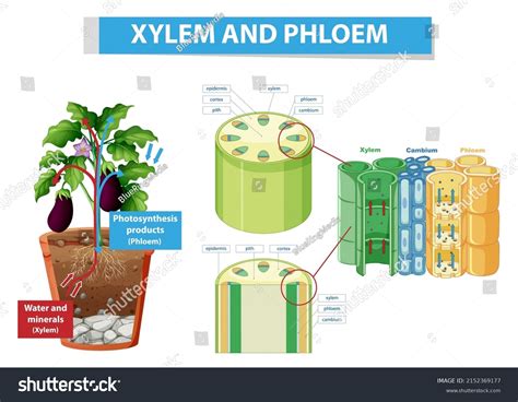 Xylem Phloem Cross Section