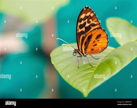 Ithomiine butterfly (Melinaea Satevis) close up, on green leaf, Mindo ...