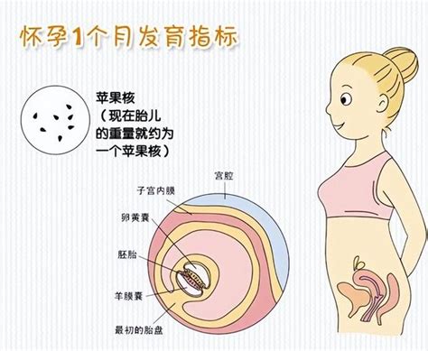 怀孕2个月注意事项(怀孕1-10个月的注意事项，新手孕妈必学知识) - 【爱喜匠】