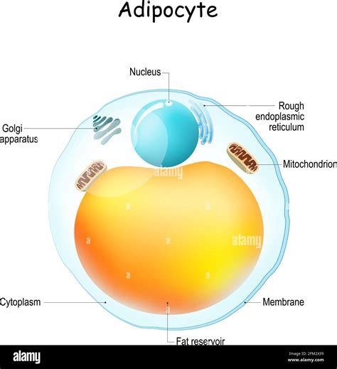 Fat Cell Structure 的图像结果
