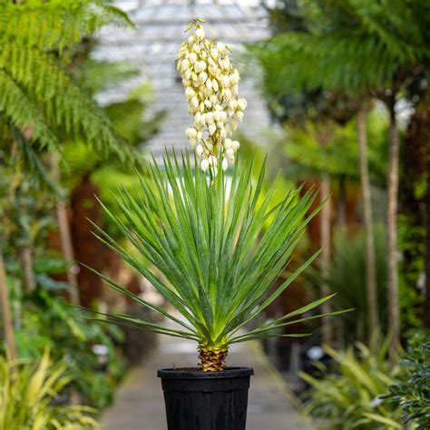 Yucca Filamentosa Varieties 7 Easy Tips For Growing Yucca Plants