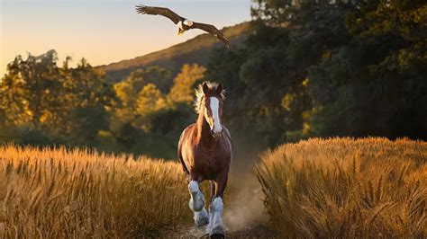 Image result for Patsy Cline Today