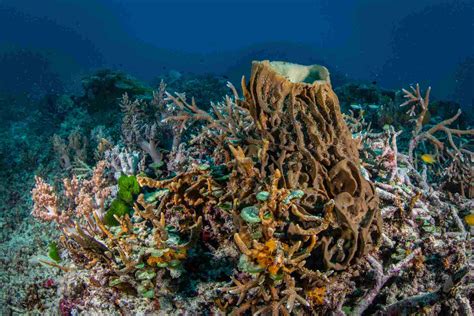 The Animals of the Great Barrier Reef