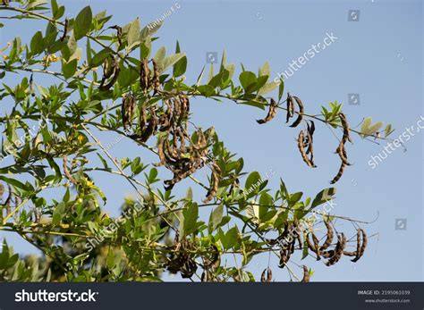 Pigeon Pea Plant Cajanus Cajan Leguminous Stock Photo 2195061039 ...