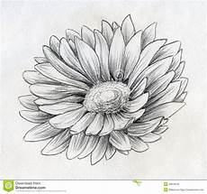 disegni di fiori a matita schizzo della matita fiore della margherita disegni di fiori a matita schizzo della matita fiore della margherita