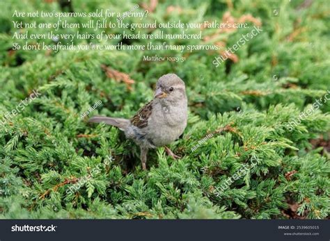Photo Sparrow Bible Verses Captioned Matthew Stock Photo 2539605015 ...