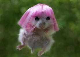 Image result for Animals with Wigs