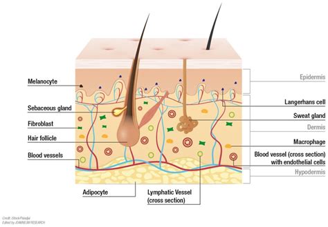 Epidermide E Derma Strati Della Pelle