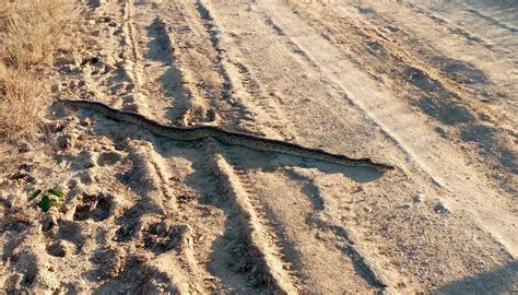 DOUBLE G SAFARIS AND CAMP MIKUMI - Hotel Reviews, Photos, Rate ...