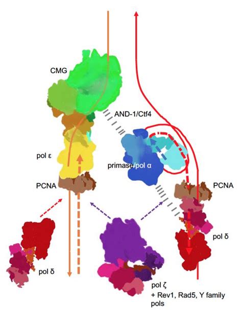DNA Polymerases at the Eukaryotic Replication Fork Thirty Years after ...