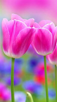 Iphone 6 Wallpaper Pink by Apple Iphone 6 Wallpaper With Pink Tulips Flower Hd Iphone 6 Wallpaper Pink
