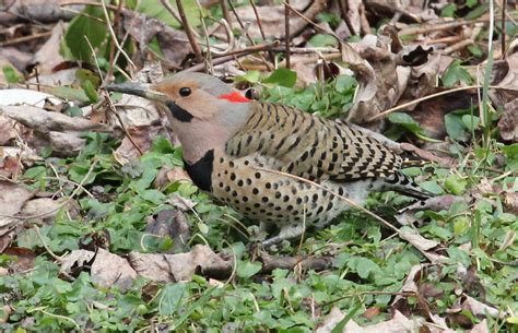 Image result for northern flicker on ground photo