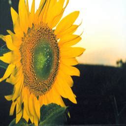 Image result for HTML Class Bunga