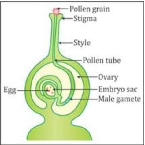 What is fertilisation? Explain the life cycle of a flower with the help ...
