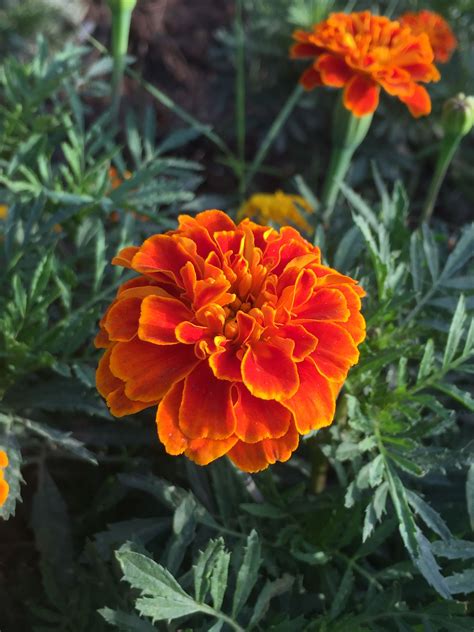 Hindu Saffron Color