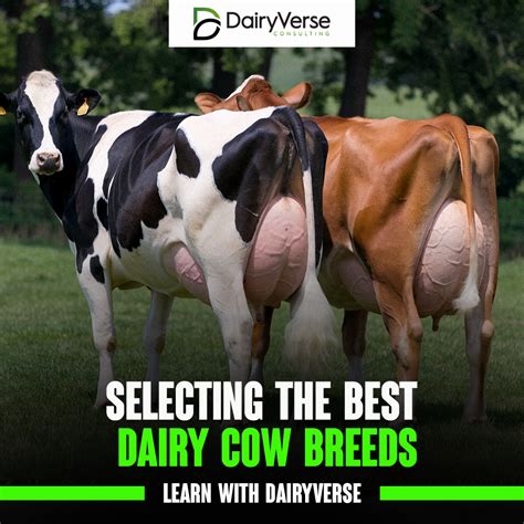 Selecting the Best Dairy Cow Breeds - Dairyverse