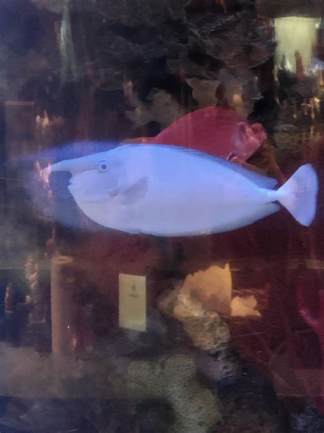 X spotted in the wild lulw : r/xqcow