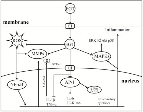 Safe and Effective Antioxidant: The Biological Mechanism and Potential ...