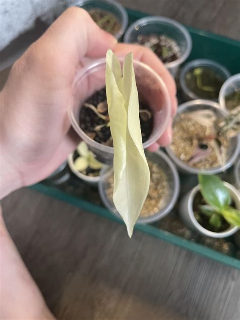 Variegated frydek corm put out its first leaf and it appears to be completely white 😬 Is this ...