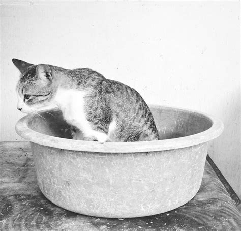 Bark and Purr on Behance