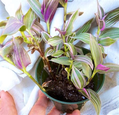 5 Variegated Moses in the Cradle tradescantia Spathacea - Etsy