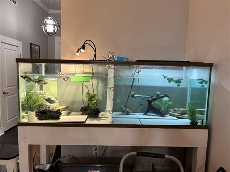 Image result for Turtle Habitat Setup