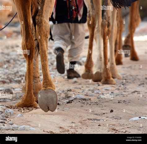 Camel feet hi-res stock photography and images - Alamy