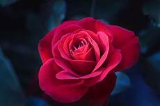 fiore la rosa rosa fiore rosso 183 foto gratis su pixabay fiore la rosa rosa fiore rosso 183 foto gratis su pixabay