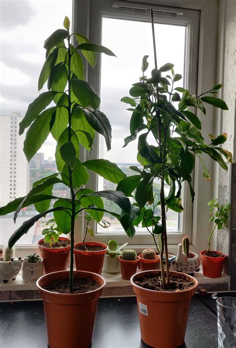 My avocado and lemon trees. Both grown from seed. I'm very proud 🤗 : r ...