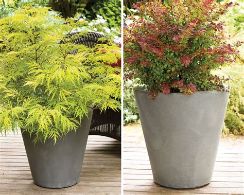 Decorative Shrubs For Pots | Shelly Lighting
