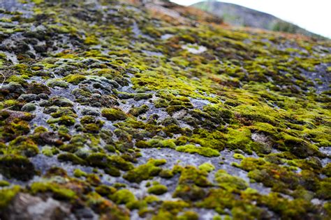 Types Of Rock Moss at Derrick Evans blog