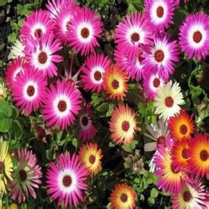 TRUPHE Ice Plant Flower Seeds Seed Price in India - Buy TRUPHE Ice ...