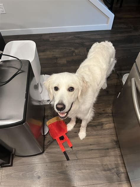 18 months ago I introduced my new best friend Mylo here. Today, he was ...