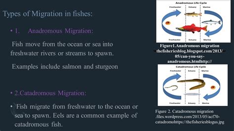 4.Migration_in_fishes.pdf Types of migration, factors influencing fish migration. | PDF
