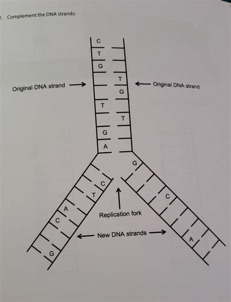 DNA Replication Strand 的图像结果