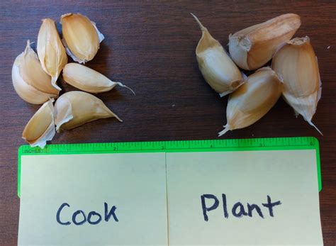 How To Grow And Harvest Garlic