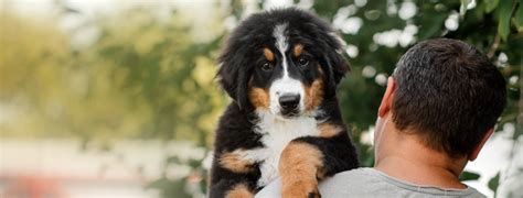 Animal Hospital in Temecula, CA | Butterfield Animal Hospital