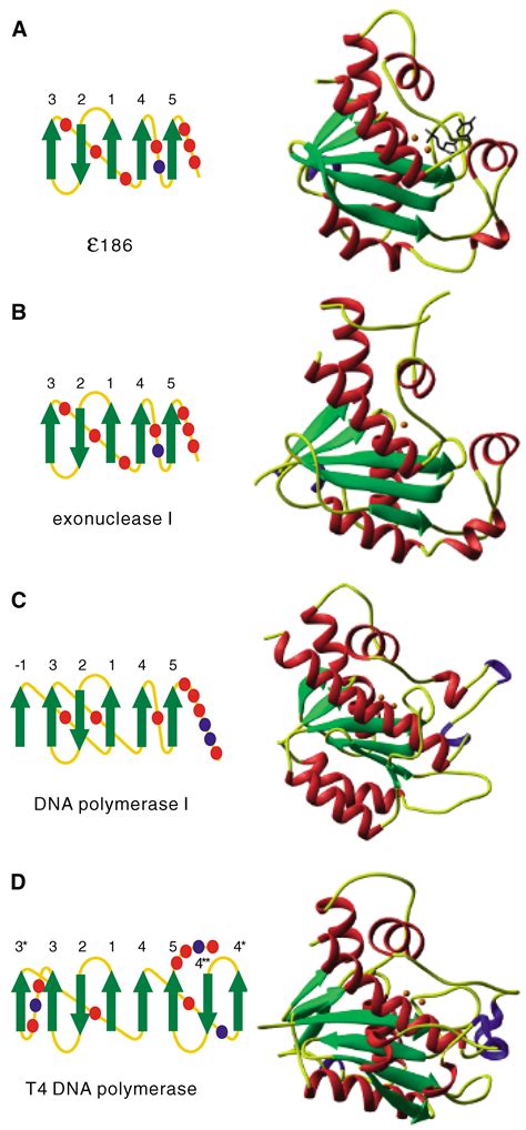 Structural Basis for Proofreading during Replication of the Escherichia ...