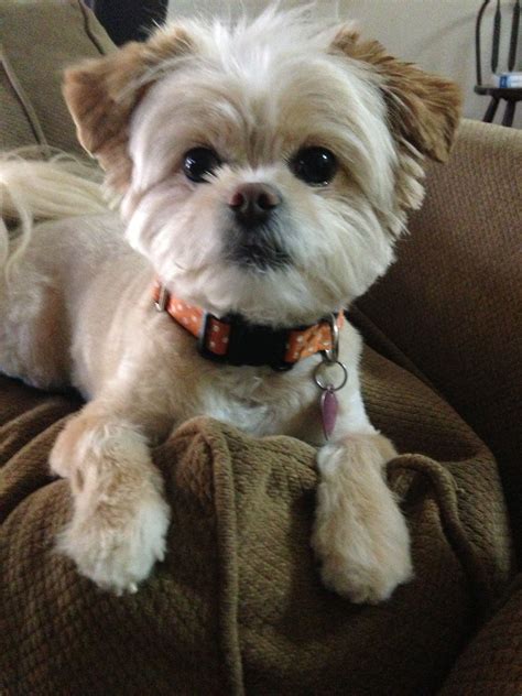 Shih Tzu Poodle Hairstyles