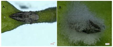 Pathogenicity of Cordyceps javanica (Hypocreales: Cordycipitaceae) to ...