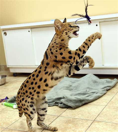 Serval Cat Pet