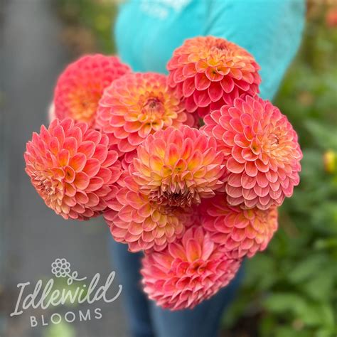 NTAC Mia Li Dahlia Tuber | NTAC Mia Li Flower Bulb & Information – Idlewild Blooms