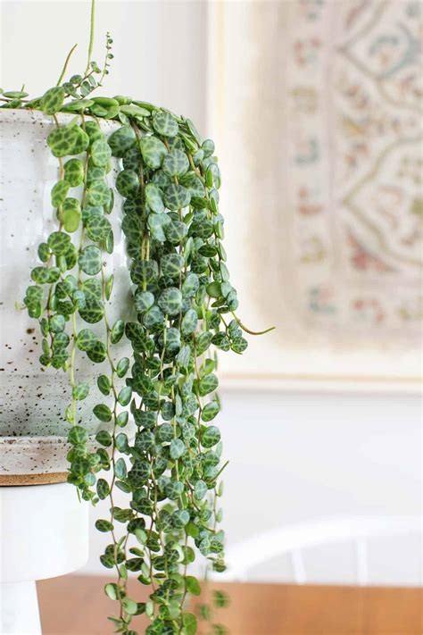 How To Wear Long String Of Pearls at Layla Dickens blog