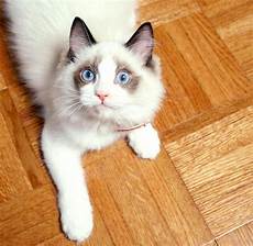 cat breed top 10 basic house cat breeds cat breed top 10 basic house cat breeds
