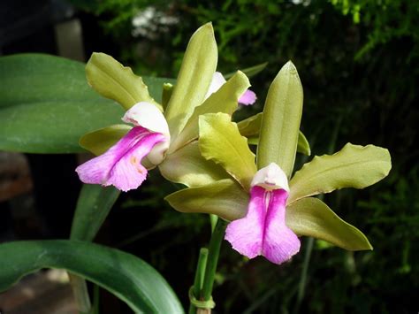 Cattleya bicolor