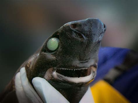 Image result for Alien Shark Cast